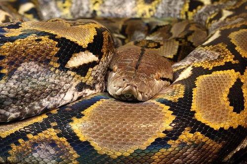 国产宠物蛇集锦图片视频,奇形怪状，各具特色