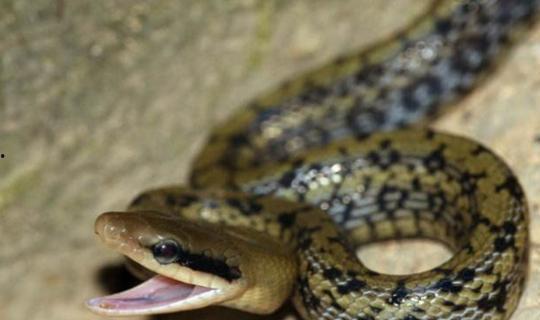 国产宠物蛇集锦图片视频,奇形怪状，各具特色