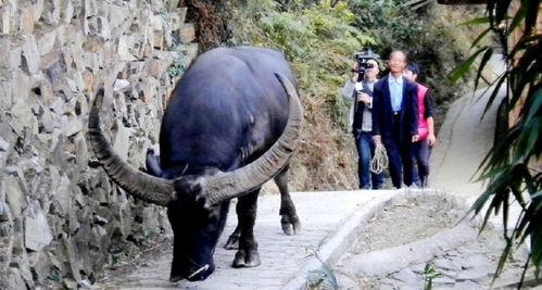 国产高清老牛视频,重温经典，感受岁月流转中的温馨回忆