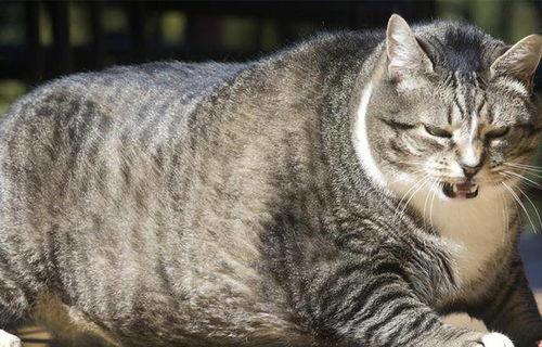 国产大体型猫咪视频网站,探索中国猫咪世界的独特魅力