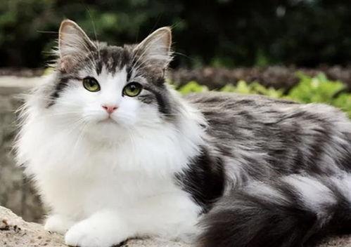 国产大体型猫咪视频网站,探索中国猫咪世界的独特魅力