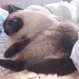 国产大体型猫咪视频网站,探索中国猫咪世界的独特魅力