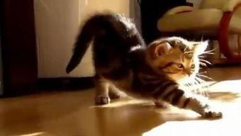 国产猫被毒害视频大全,揭开残忍真相