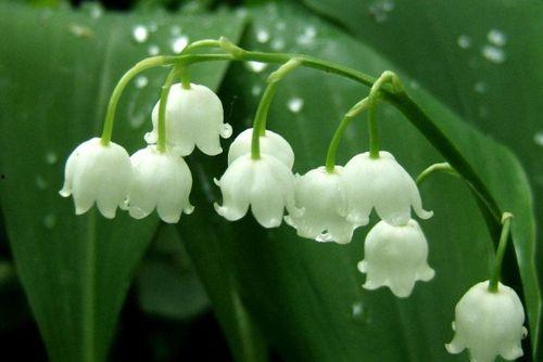 国产铃兰很难开花吗视频,揭秘其罕见绽放之谜