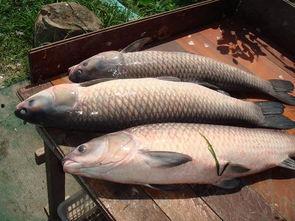 精品国产青鱼视频,精品视频中的生态画卷