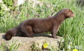 国产小白貂怎么养殖视频,视频揭秘国产养殖技巧