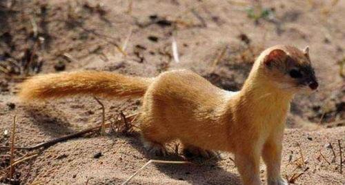 国产黄鼠狼视频