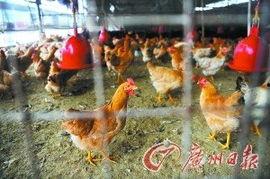 国产活禽养殖视频,探寻传统与现代共融的养殖之道  第3张