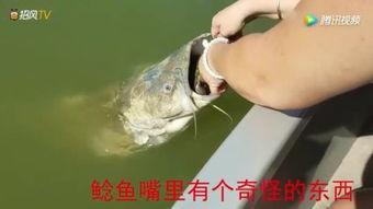 国产鲶鱼大全视频网站,探索水族世界的多样魅力