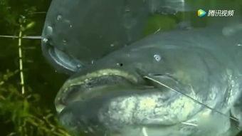 国产鲶鱼大全视频网站,探索水族世界的多样魅力  第2张