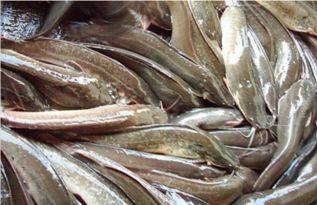 国产鲶鱼大全视频网站,探索水族世界的多样魅力  第3张