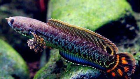 国产雷龙苗子好养吗视频