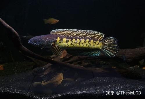 国产雷龙苗子好养吗视频  第2张