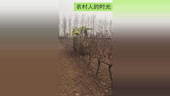 在线摘葡萄视频观看国产,跟随视频体验田园时光