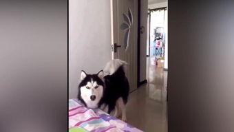 国产性奴叫主人视频